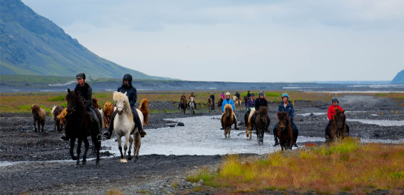 Riding with the Herd in Iceland 